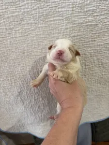 Border Collie - Red Girl