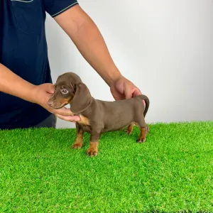 Dachshund - Chubby