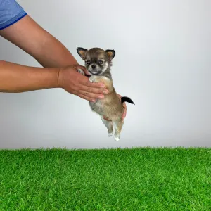 Chihuahua - Emma