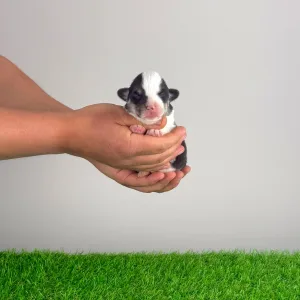 Pembroke Welsh Corgi - Yesso