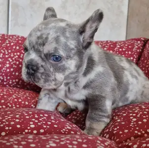 French Bulldog - French Bulldog Lilac Merle Tan Boy
