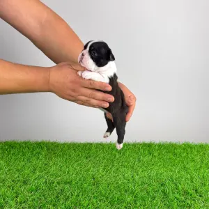 Boston terier - Flower 