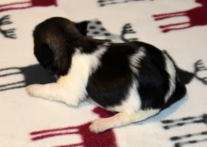 Havanese - Oro De Habana Yvonne
