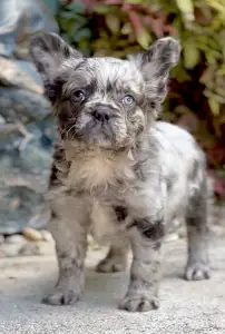 Bouledogue français - Steel Wing Bullz Ghost