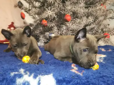 Thai Ridgeback - Bailey Wild-romance Of Chiang Exotic Wolfs