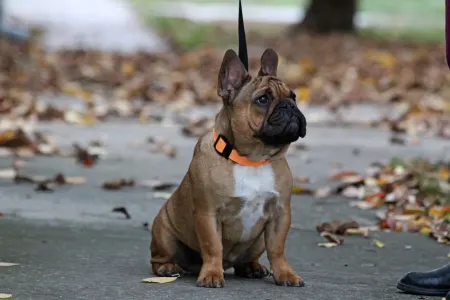 French Bulldog - Hajósbulldy Simon