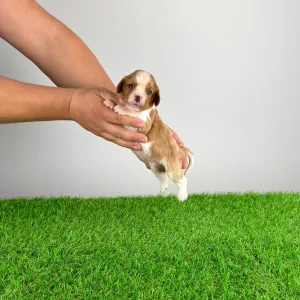 Cavalier King Charles Spaniel - Dorritos