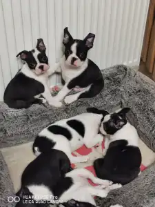 Boston Terrier - Bon-Bon