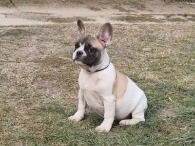 Bulldog francez - Igor "folti"