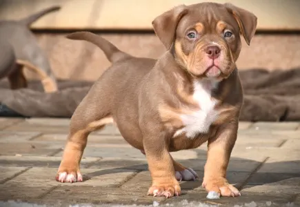 American Bully - Pocket - Winnie