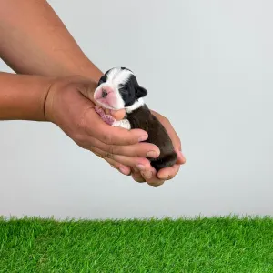 Boston Terrier - Jamila
