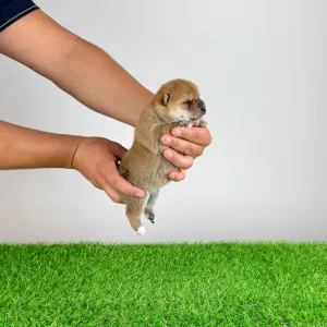 Shiba inu - Xara