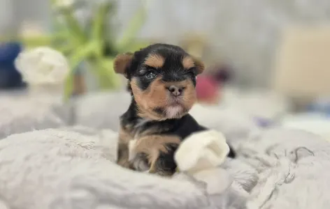 Yorkshire Terrier - Lamborghini Aventador