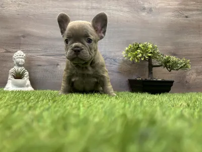 Francuski buldog - Maya 