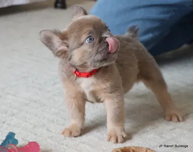 French Bulldog - Kirby Fluffy