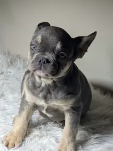 Buldog francuski - Andor