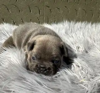 Francuski buldog - Jamie