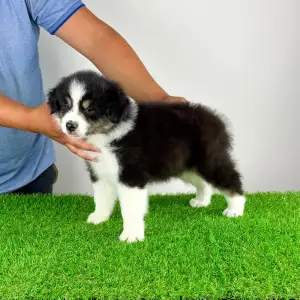 Australian Shepherd - Harron