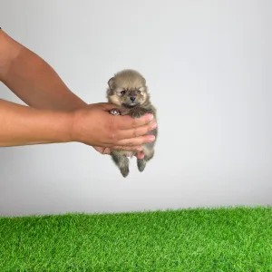 Pomeranian - Samu