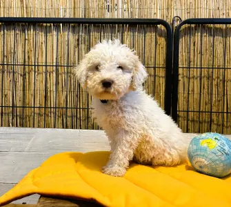 Lagotto Romagnolo - Tummi Gummi