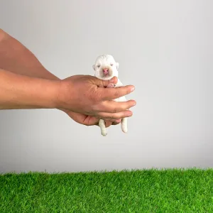 West Highland White Terrier - Hobo