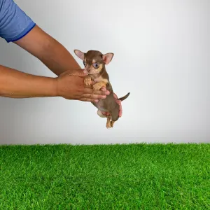 Chihuahua - Gaby