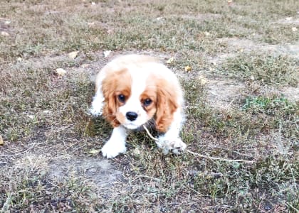 Cavalier king Charles spaniel - Erdőszéli Ezüstcsillag