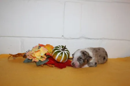 Berger américain miniature - Deluxe Diamant