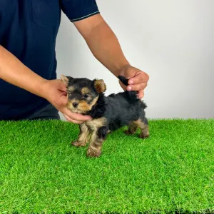 Yorkshire terrier - Emio