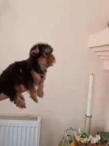 Yorkshire Terrier - Yorkshire Toy M