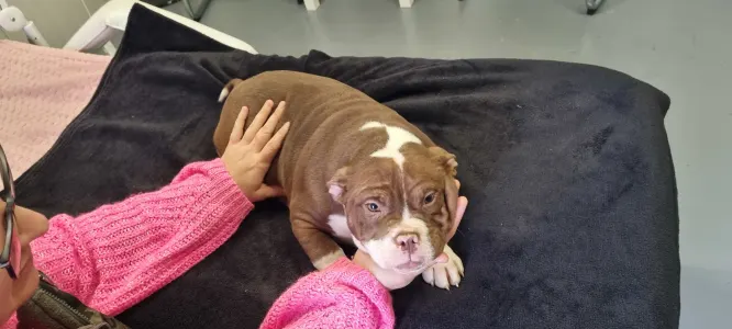 American Bully - Pocket - Luna