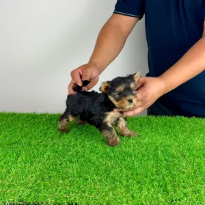 Yorkshire terrier - Emio