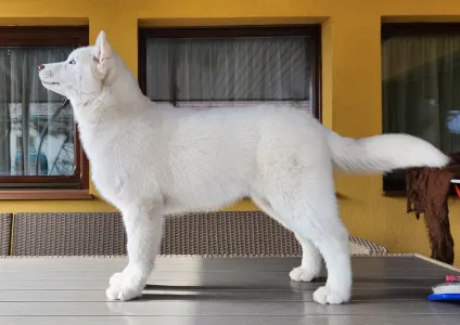 Siberian Husky - Smaragd Of Polar Moonlights