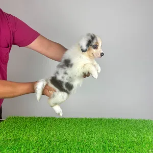 Australian Shepherd - Sillie