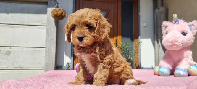 Cavapoo - Málna