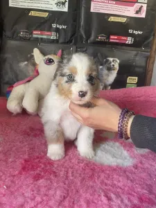 Berger australien - Blue Merle Kan/male Nbt Narancs Nyakörv