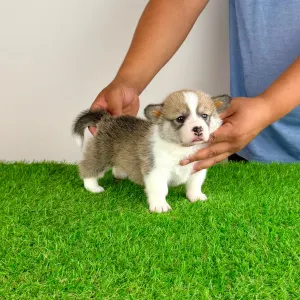 Welsh Corgi Pembroke - Dessy