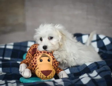 Maltipoo - Mario