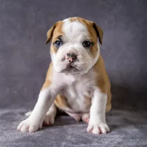 Bulldog continentale - Litter D