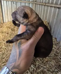 Csehszlovák farkaskutya - Wolf