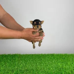 Jorkšírský teriér - Verdi