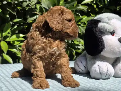 Cavapoo - Jackson