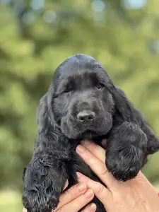 Angol Cocker spániel - Star 