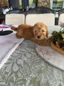 Poodle Miniature - Milla