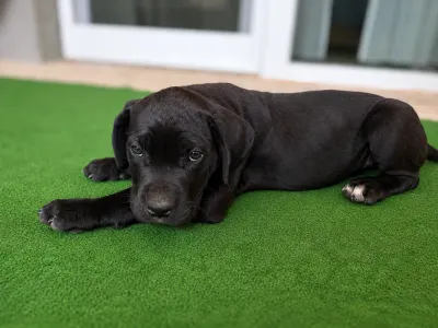 Cane Corso - Bruno