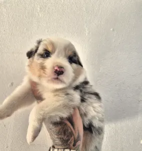 Australian Shepherd - Bubu