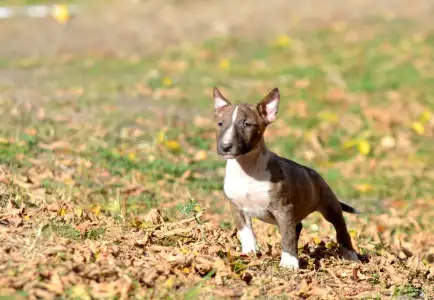Miniature Bull Terrier - Gizmó