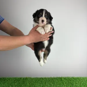 Owczarek astralijski aussie - Cash