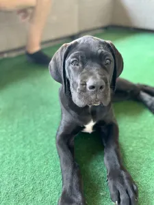 Cane Corso Italiano - Beatrice