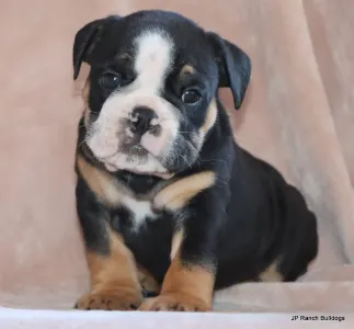 Englische Bulldogge - King On Hold